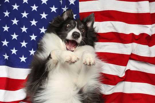 Every Dog Has Its Day, But It's Not The Fourth Of July Every Dog Has Its Day, But It's Not The Fourth Of July